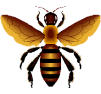 bee2.jpg